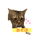 猫 じょうたろう（個別スタンプ：3）