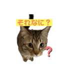 猫 じょうたろう（個別スタンプ：5）
