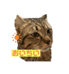 猫 じょうたろう（個別スタンプ：6）