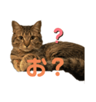 猫 じょうたろう（個別スタンプ：7）