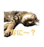 猫 じょうたろう（個別スタンプ：8）
