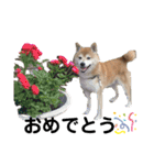 柴犬コボとチワワのくらちゃんpart3（個別スタンプ：1）