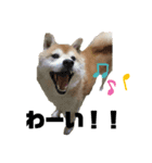 柴犬コボとチワワのくらちゃんpart3（個別スタンプ：2）