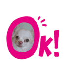 柴犬コボとチワワのくらちゃんpart3（個別スタンプ：3）