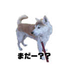 柴犬コボとチワワのくらちゃんpart3（個別スタンプ：4）