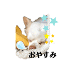 柴犬コボとチワワのくらちゃんpart3（個別スタンプ：6）