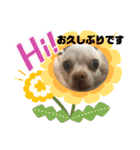 柴犬コボとチワワのくらちゃんpart3（個別スタンプ：7）