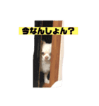 柴犬コボとチワワのくらちゃんpart3（個別スタンプ：9）