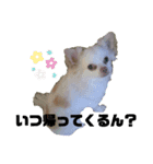 柴犬コボとチワワのくらちゃんpart3（個別スタンプ：10）