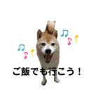 柴犬コボとチワワのくらちゃんpart3（個別スタンプ：11）