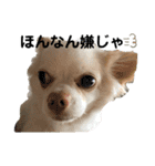 柴犬コボとチワワのくらちゃんpart3（個別スタンプ：12）