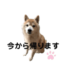 柴犬コボとチワワのくらちゃんpart3（個別スタンプ：13）