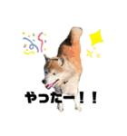 柴犬コボとチワワのくらちゃんpart3（個別スタンプ：14）