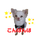 柴犬コボとチワワのくらちゃんpart3（個別スタンプ：15）