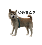 柴犬コボとチワワのくらちゃんpart3（個別スタンプ：16）