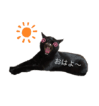 日常・挨拶♡猫スタンプ（個別スタンプ：1）