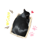 日常・挨拶♡猫スタンプ（個別スタンプ：2）