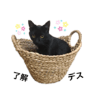日常・挨拶♡猫スタンプ（個別スタンプ：7）