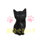 日常・挨拶♡猫スタンプ（個別スタンプ：10）