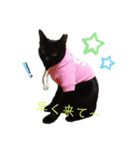 日常・挨拶♡猫スタンプ（個別スタンプ：11）