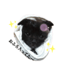 日常・挨拶♡猫スタンプ（個別スタンプ：13）