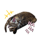 日常・挨拶♡猫スタンプ（個別スタンプ：16）