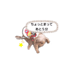 まろりんの日常（個別スタンプ：7）