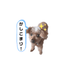 まろりんの日常（個別スタンプ：16）
