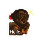 dog✩.*˚（個別スタンプ：1）