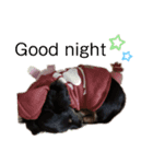dog✩.*˚（個別スタンプ：2）