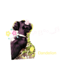 dog✩.*˚（個別スタンプ：3）