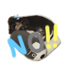 dog✩.*˚（個別スタンプ：5）