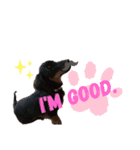 dog✩.*˚（個別スタンプ：6）