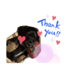 dog✩.*˚（個別スタンプ：8）