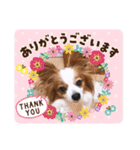 パピヨンベリーの楽しい日常（個別スタンプ：5）