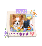 パピヨンベリーの楽しい日常（個別スタンプ：15）