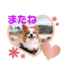 パピヨンベリーの楽しい日常（個別スタンプ：16）