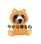 パピヨンベリーの楽しい日常（個別スタンプ：17）