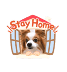 パピヨンベリーの楽しい日常（個別スタンプ：20）