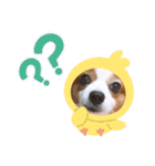 パピヨンベリーの楽しい日常（個別スタンプ：21）