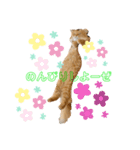 チャッピー♡①（個別スタンプ：1）