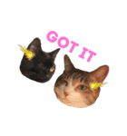 ねこのくみこ と めぐみ（個別スタンプ：1）