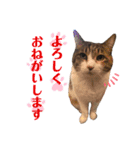 ねこのくみこ と めぐみ（個別スタンプ：4）