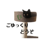 ねこのくみこ と めぐみ（個別スタンプ：5）