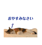 ねこのくみこ と めぐみ（個別スタンプ：6）