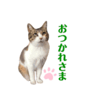 ねこのくみこ と めぐみ（個別スタンプ：7）