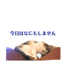 ねこのくみこ と めぐみ（個別スタンプ：8）