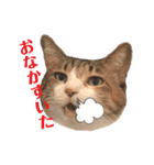 ねこのくみこ と めぐみ（個別スタンプ：9）