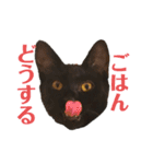 ねこのくみこ と めぐみ（個別スタンプ：10）