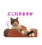 ねこのくみこ と めぐみ（個別スタンプ：11）
